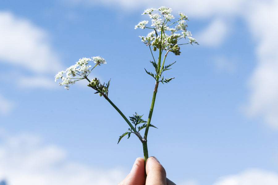 AromaStick Breathe BIO