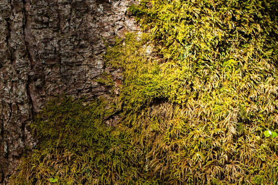 AromaStick Focus BIO