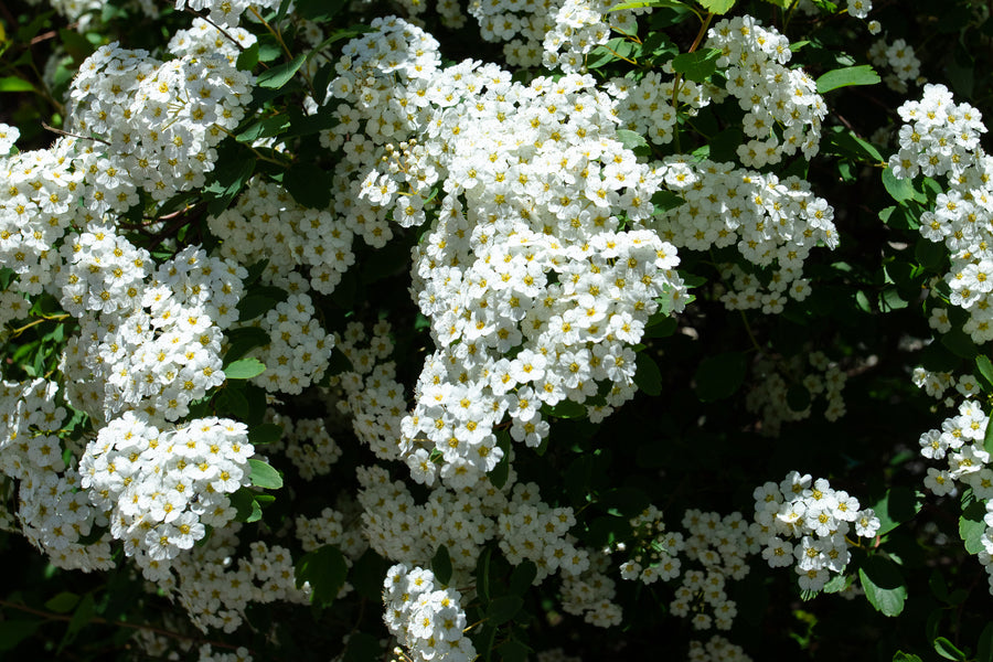 AromaStick Refresh BIO