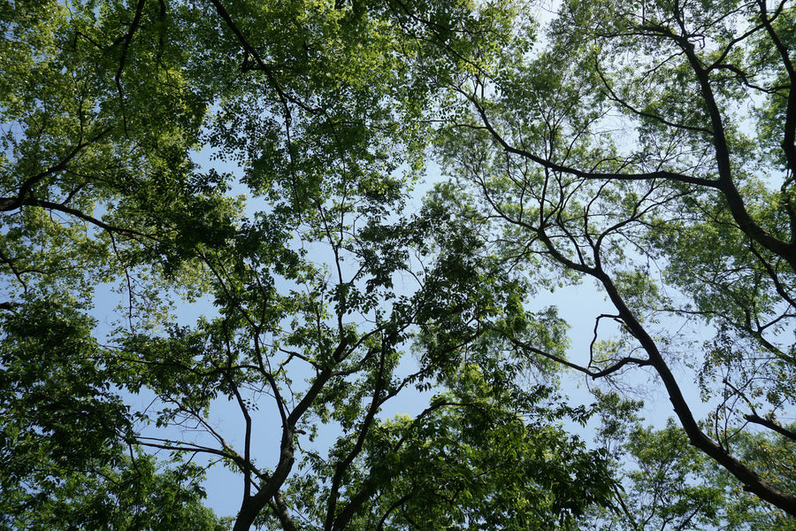 AromaStick Relax BIO