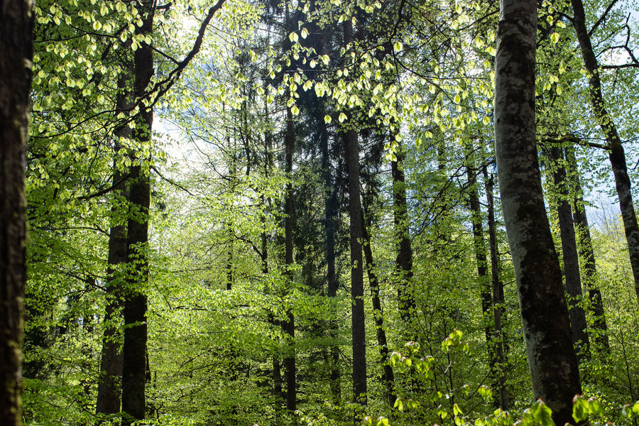 AromaStick Relax BIO